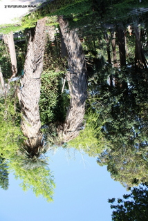 Trithrinax Orto Botanico Catania